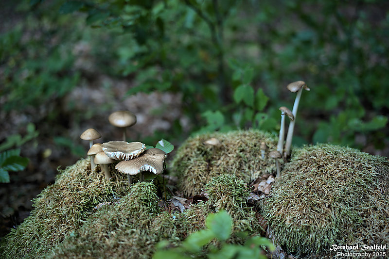 Bernhard Saalfeld - Spessart (9v9)